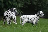 DALMATIEN 486